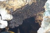 De 'bat cave' van pura Goa Lawah, de tempel waar alle Ballinezen heen gaan in verband met de ceremonie na de crematie : by irko_mirjam, Views[385]