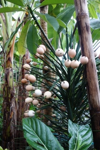 Nog een plant met vreemde vruchten