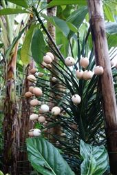 Nog een plant met vreemde vruchten: by irko_mirjam, Views[231]