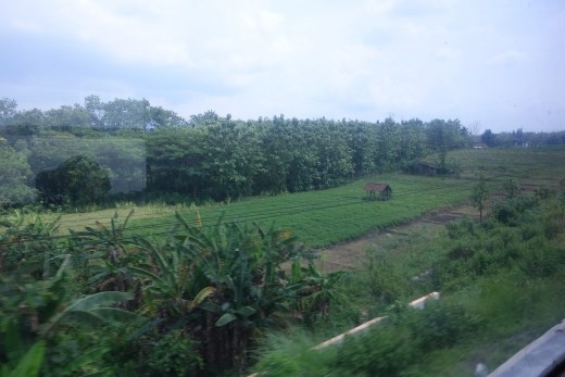 Landschap vanuit de trein naar Surabaya