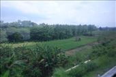 Landschap vanuit de trein naar Surabaya: by irko_mirjam, Views[275]