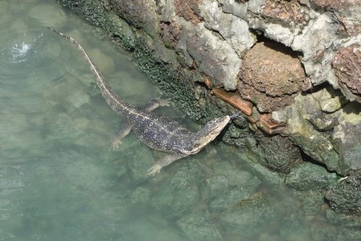 Varanen zijn een regelmatige verschijning in de rivier, maar deze is wel erg groot
