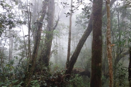 Soms was er regen, soms was er zon, maar nog vaker was er mist