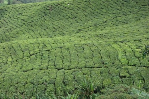 Mooie patronen van de theevelden