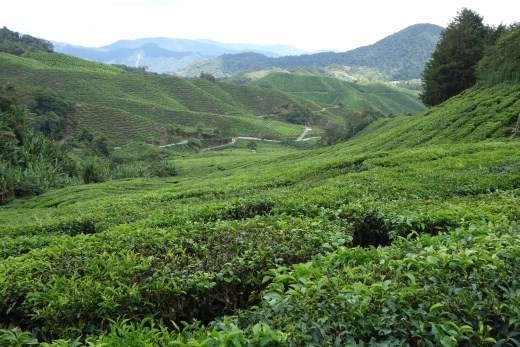 Een van de grote theeplantages in de Cameron Highlands