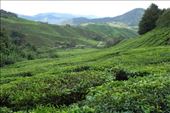 Een van de grote theeplantages in de Cameron Highlands: by irko_mirjam, Views[253]