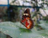 by irko_mirjam, Views[274]