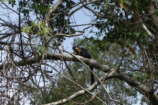 Tweekleurige reuzeneekhoorn die we tegenkwamen tijdens een wandeling op Penang Hill
