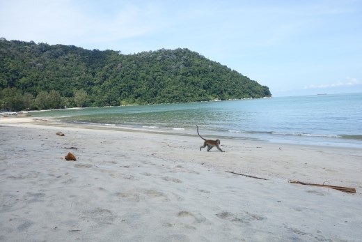 Aapje bij monkey beach