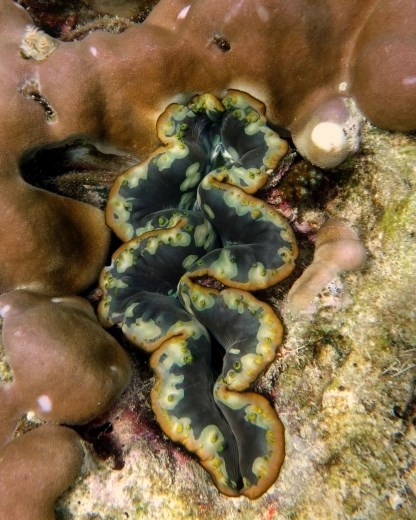 De giant clam (doopvontschelp) hebben we al vaker gezien, maar nooit in zulke grote aantallen als hier