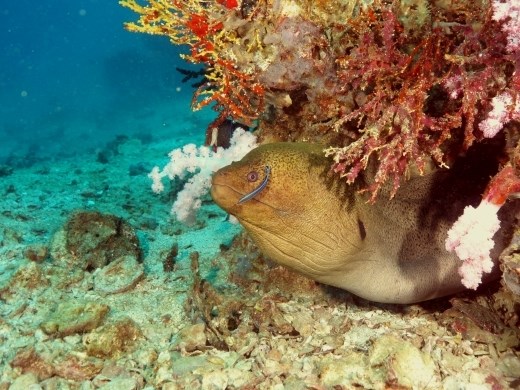 Deze murene krijgt net zijn schoonheidsbehandeling van een poetslipvisje
