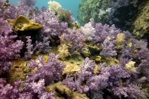 Koh Lipe staat bekend om haar kleurige zachte koralen