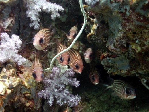 Is de kust wel veilig?