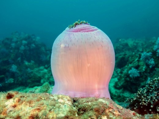 Een anemoon in zijn 'slapende' toestand