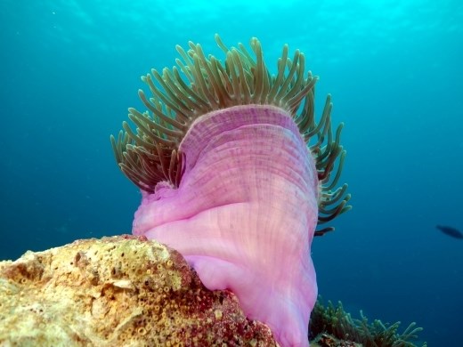 en een die zijn tentakels lekker laat wapperen