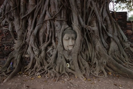 Dit boeddha hoofd dat is verstrengeld in de wortels van een bodhi boom trekt altijd veel bekijks