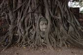 Dit boeddha hoofd dat is verstrengeld in de wortels van een bodhi boom trekt altijd veel bekijks: by irko_mirjam, Views[215]