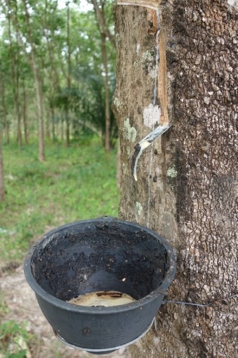 Net zoals in heel Zuid-Thailand, word hier veel rubber geproduceerd