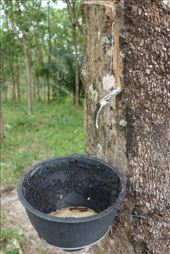 Net zoals in heel Zuid-Thailand, word hier veel rubber geproduceerd: by irko_mirjam, Views[269]