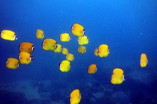 Groepje Hong Kong koraalvlinder