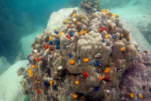 Als je te dichtbij komt dan trekken deze kerstboom wormen zich razendsnel terug