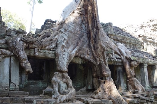 Ook hier strijden tempel en jungle om terrein