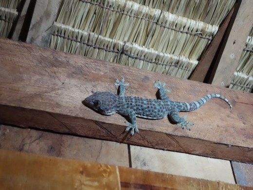 Onze huisvriend, een gekko van meer dan 30 cm