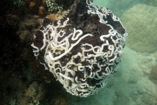 De zwarte sponsen zijn erg populair bij de wormen