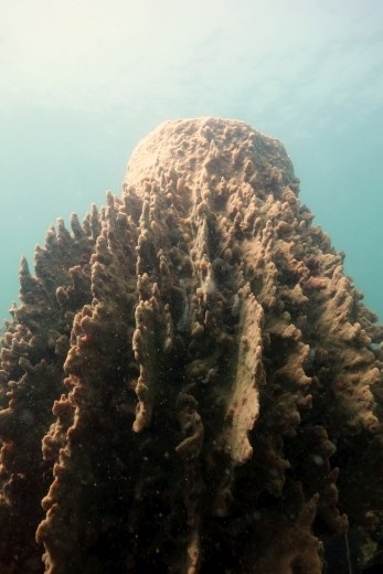 Je ziet hier veel barrel sponges van groot formaat