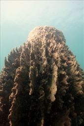 Je ziet hier veel barrel sponges van groot formaat: by irko_mirjam, Views[323]