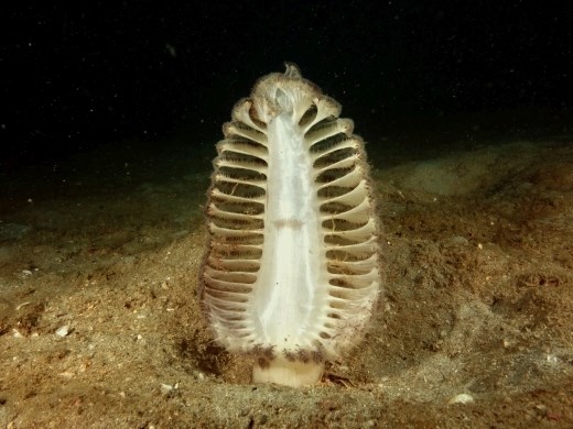 Op verder saaie zandgronden zie je nog wel leuke zeeveren