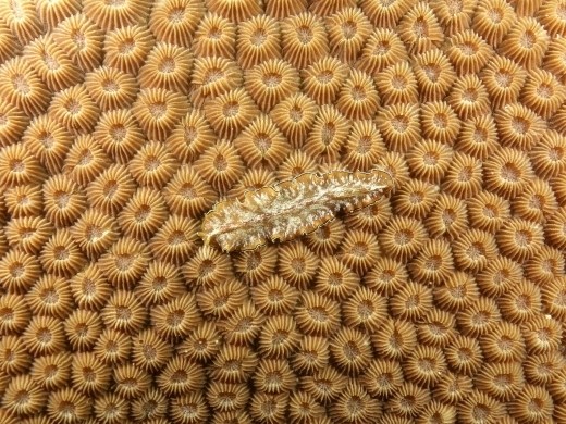 Een platworm begeeft zich op het koraal