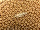 Een platworm begeeft zich op het koraal: by irko_mirjam, Views[265]