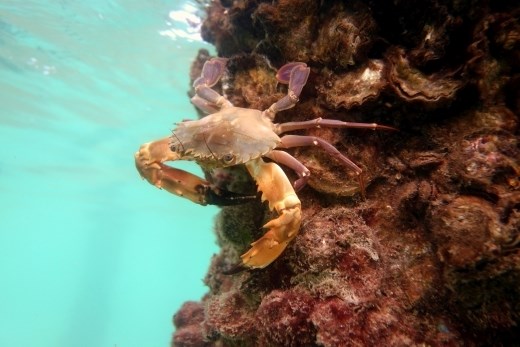 Onder de pier is dit het uitzicht
