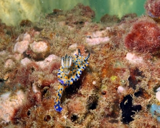 Op een van de pijlers vond ik deze Nudibranch (achteraanzicht)