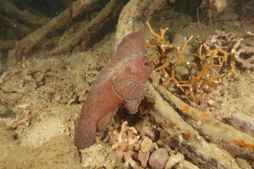 De ehh... schommelvoorhoofdsvinvis