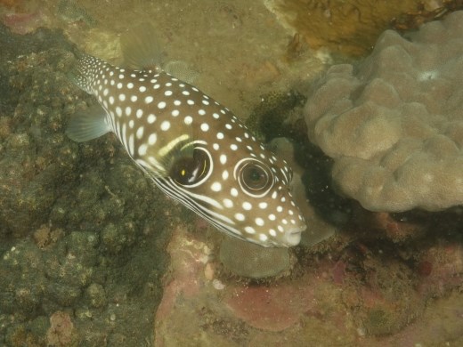 Witgevlekte kogelvis