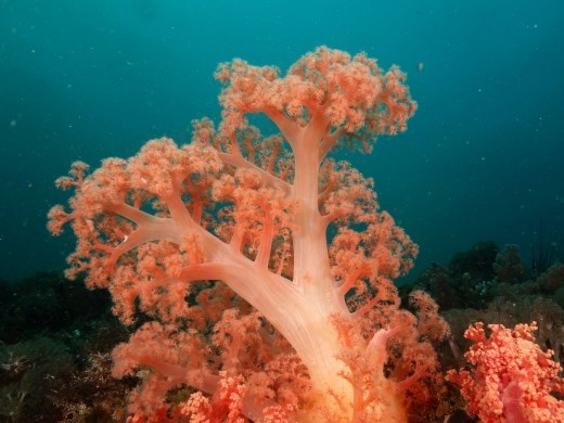 Het zachte koraal is hier in uitstekende conditie