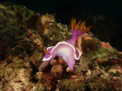 Ook zijn er veel kleurrijke nudibranchs