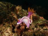 Ook zijn er veel kleurrijke nudibranchs: by irko_mirjam, Views[261]