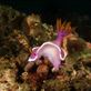 Ook zijn er veel kleurrijke nudibranchs: by irko_mirjam, Views[239]