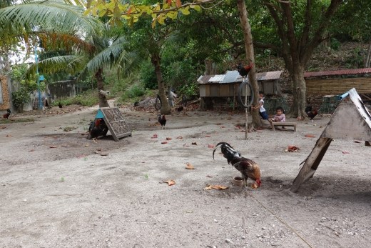Elke zichzelf respecterende eilandbewoner heeft wel een vechthaan