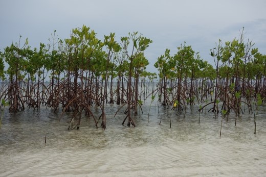 Een stukje nieuwaangeplant mangrove aan het strand