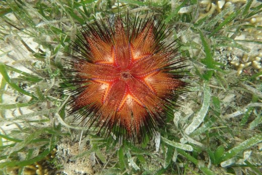 Een fire urchin (zee-egel)
