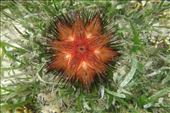 Een fire urchin (zee-egel): by irko_mirjam, Views[376]