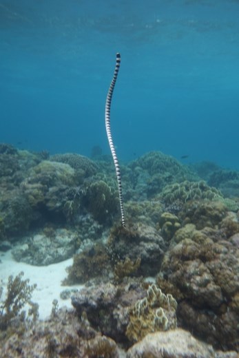 Deze zeeslang komt net terug van een luchtje scheppen