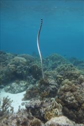 Deze zeeslang komt net terug van een luchtje scheppen: by irko_mirjam, Views[410]