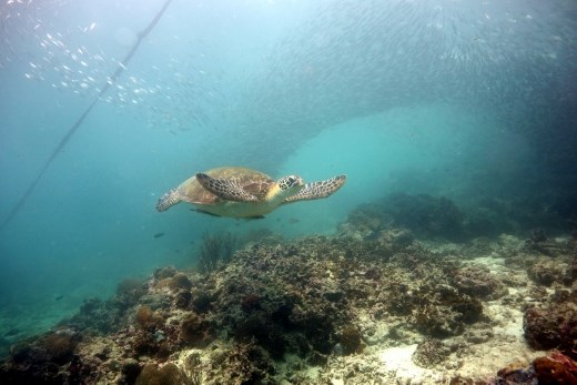 Je zou zeggen dat de schildpadden hier de hoofdattractie zijn...