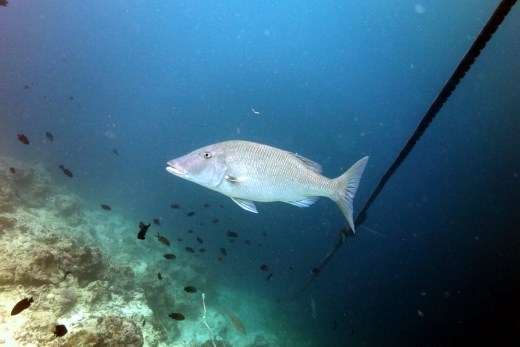 Je ziet hier ook nog wel wat grotere vissen