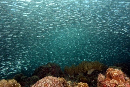 De sardientjes pakken zich samen boven het koraal